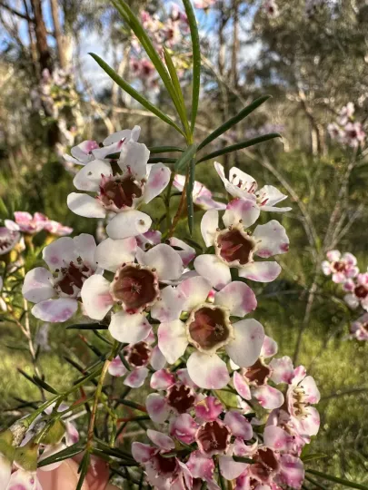 Geraldton wax