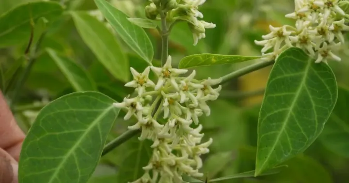Leptadenia arborea