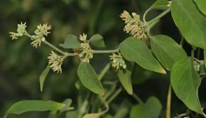 Leptadenia reticulata