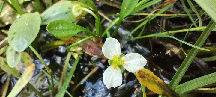 Floating water-plantain