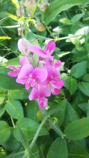 Lathyrus quinquenervius
