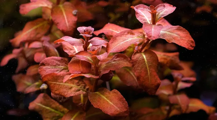 Senegal ludwigia