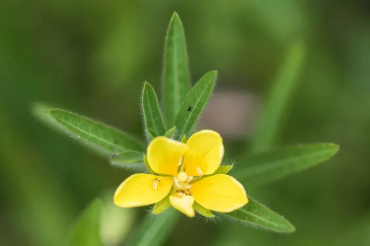 Water primrose