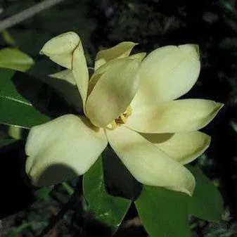 Magnolia nitida
