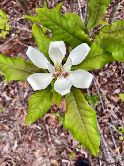 Pyramid magnolia