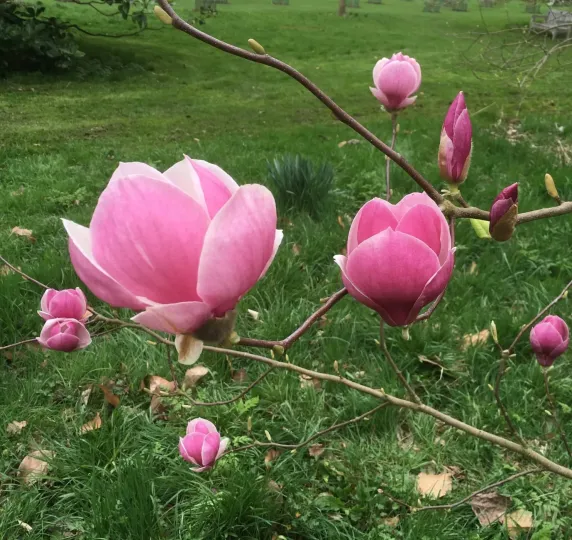 Veitch's magnolia