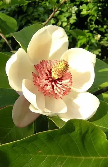 Magnolia wiesneri