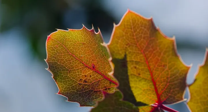 Creeping barberry