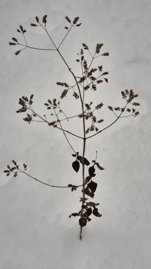 Marjoram