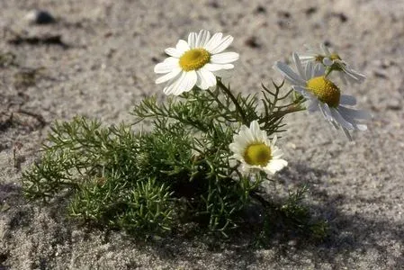 Tripleurospermum tenuifolium