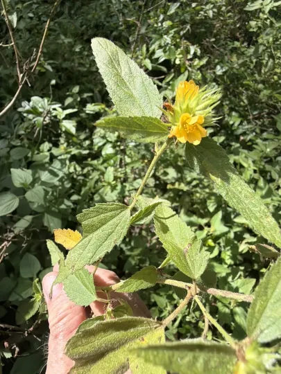 Malvastrum americanum