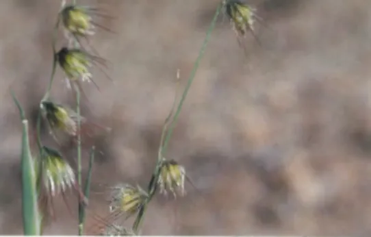 Melanocenchris abyssinica