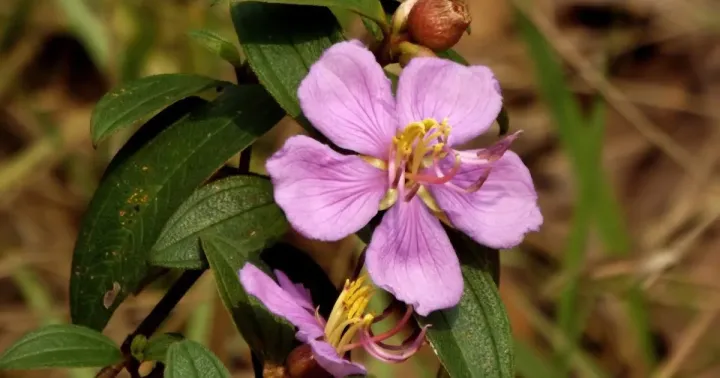 Melastoma villosum