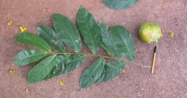 Magnistipula conrauana