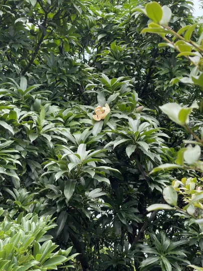 Magnolia fordiana