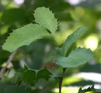 Neubert's Barberry