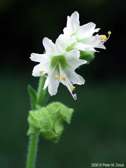 Mirabilis hirsuta