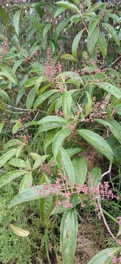 Miconia prasina