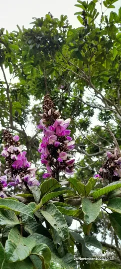 Millettia grandis