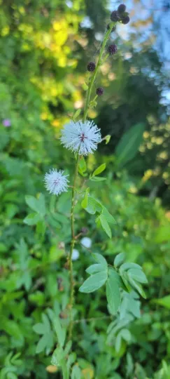 Mimosa casta