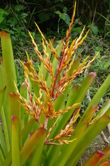 Aechmea blanchetiana