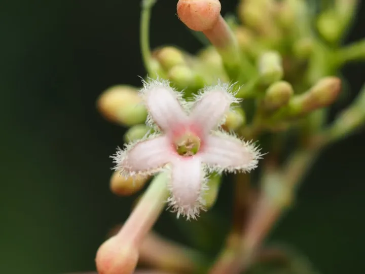 Red cinchona