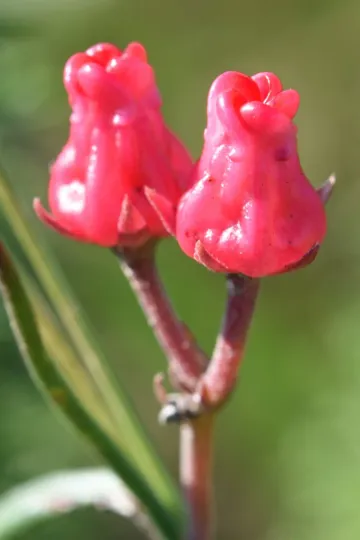 Microloma tenuifolium