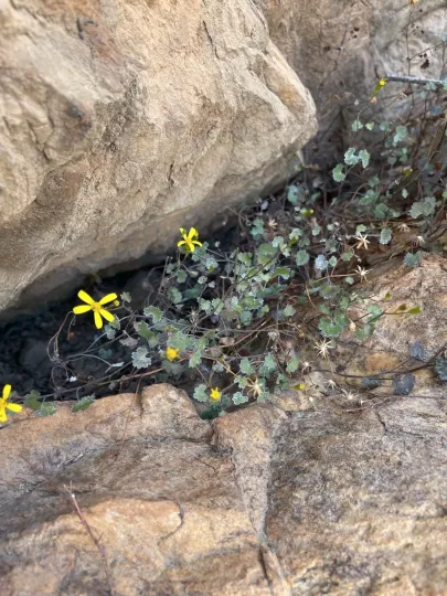 Cineraria saxifraga