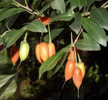 Mimusops globosa