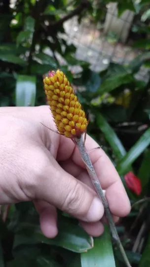 Aechmea calyculata
