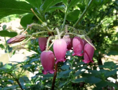 Menziesia purpurea