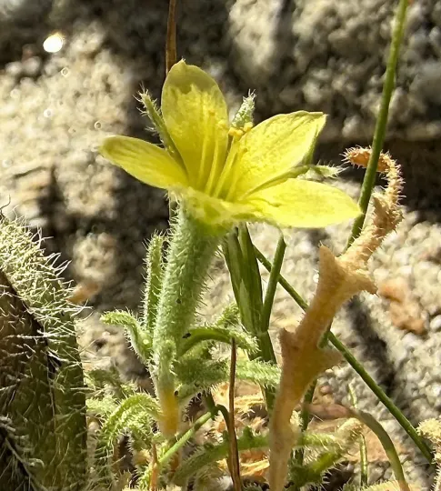 Mentzelia albicaulis