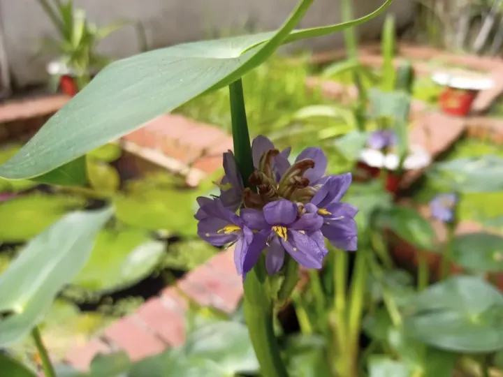 Pontederia hastata