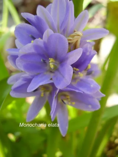 Pontederia elata