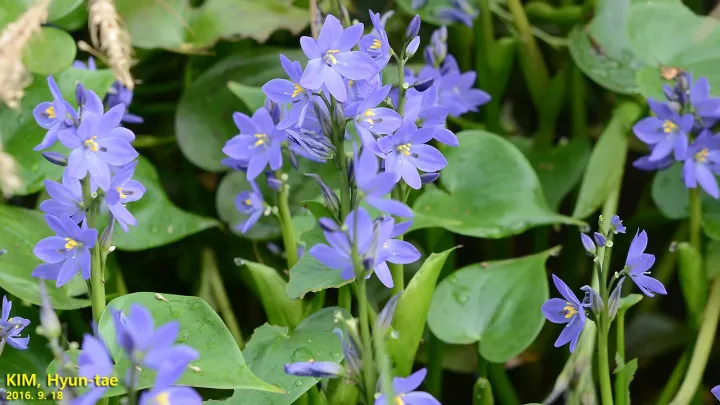 Pontederia korsakowii