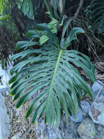 Monstera deliciosa