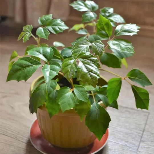 Cissus adenopoda