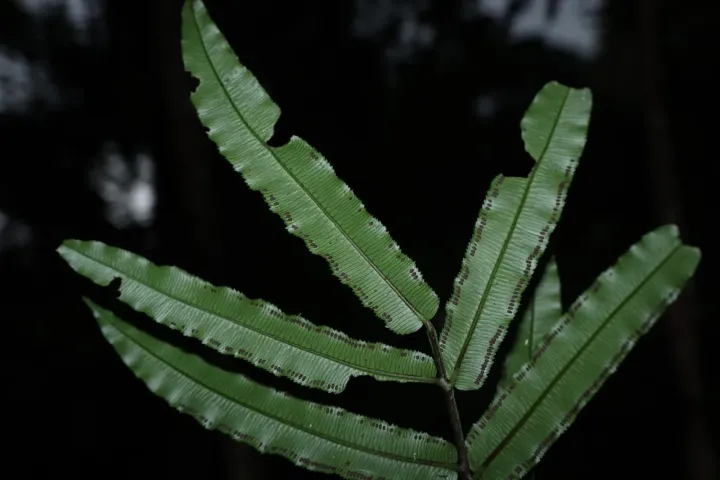 King fern