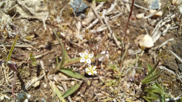 Minuartia mesogitana