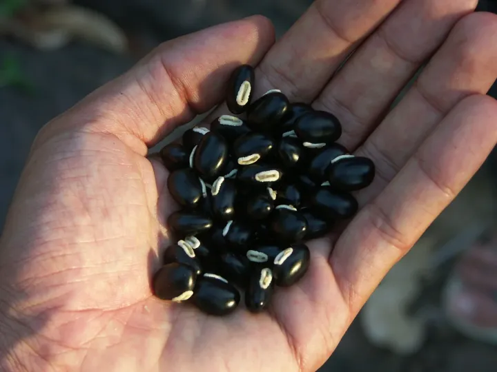 Velvet bean