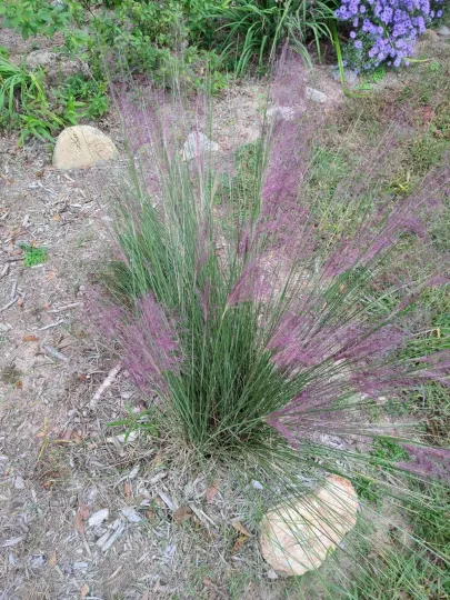 Muhlenbergia capillaris