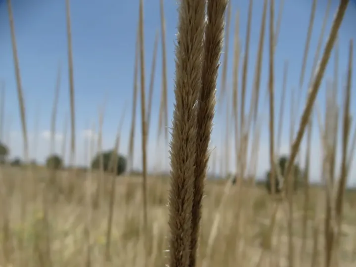 Муленбергия макроура