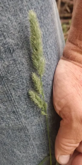 Muhlenbergia racemosa