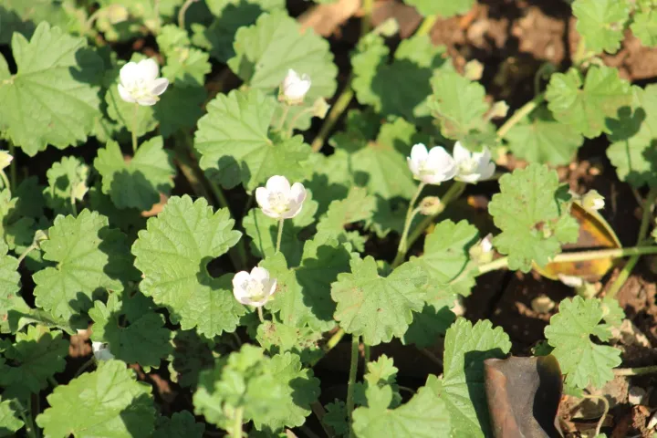 Malvella sherardiana