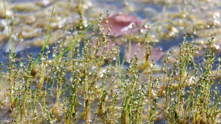 Slender watermilfoil