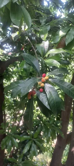 Box myrtle