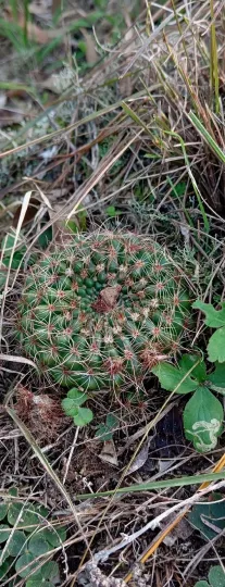 Notocactus concinnus