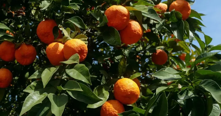 Bitter orange