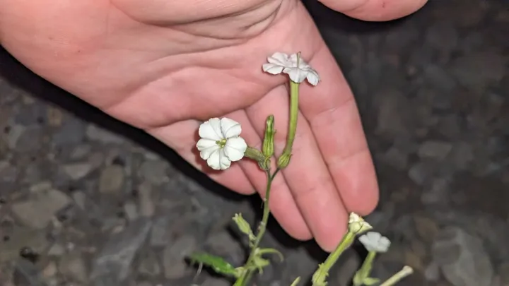 Nicotiana acuminata