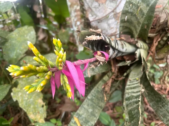 Aechmea chantinii x Aechmea tessmannii